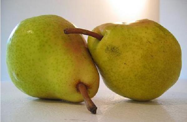 a pair of pears.jpg